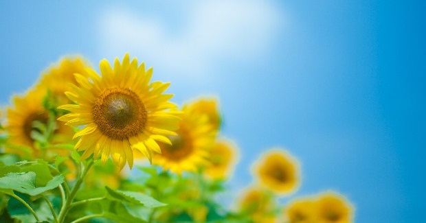 支援プログラム公表